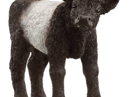 13969 SCHLEICH GALLOWAY CALF For Discount